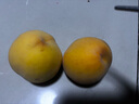 三萌果蔬正宗蒙陰黃桃 山東當(dāng)季新鮮黃毛桃現(xiàn)摘桃子水果送禮 精選5斤裝【單果100g+】凈重4.5斤 曬單實拍圖