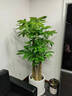 仙植緣【2小時(shí)同城配送】2米大型發(fā)財(cái)樹(shù)盆栽綠植辦公室客廳開(kāi)業(yè)喬遷送禮 |約1.75米|步步高發(fā)財(cái)樹(shù)|白瓷盆 專車(chē)送貨 更快更好 曬單實(shí)拍圖