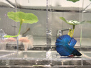 泰國斗魚(yú)婚紗仙女款半月純白超美母魚(yú)網(wǎng)紅寵物淡水小型熱帶觀(guān)賞魚(yú) A級精品粉白色-送魚(yú)糧 曬單實(shí)拍圖