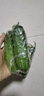 東北正宗旱黃瓜帶刺脆皮小青瓜新鮮蔬菜水果綠黃瓜單根≥90g 5斤 曬單實(shí)拍圖