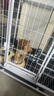 貝初眾狗狗廁所防踩屎中小型犬寵物尿盆狗沙砂盆狗拉屎神器泰迪柴犬馬桶 白色15mm網(wǎng)格【3-5斤+鏟子】 【容易清洗/分離設計/加高邊框】 曬單實(shí)拍圖
