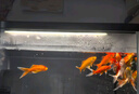 當貝智能生態(tài)魚(yú)缸1Ultra 一體缸自循環(huán)桌面魚(yú)缸 財運石造景套餐 曬單實(shí)拍圖