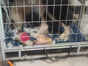 柒哦狗狗玩具耐咬磨牙幼犬狗狗毛絨發(fā)聲自嗨解悶神器中小型犬寵物用品 狗狗玩具小牛 曬單實(shí)拍圖