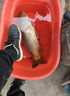 怡?。‥-LONG）香港怡隆飛天鯉幻影魚(yú)竿5H6H8H超輕超硬江湖鯽鯉飛磕偷驢湖庫桿 5.4m 6H飛天鯉幻影+原裝竿稍 曬單實(shí)拍圖