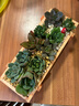 花藝萌多肉植物組合盆栽含盆含土創(chuàng  )意diy拼盤(pán)花盆肉肉植物室內綠植花卉 隨機10個(gè)多肉加木盒 含盆 曬單實(shí)拍圖