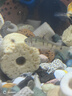 印尼紅龍魚(yú)苗純血辣椒鳳凰紅龍魚(yú)或金魚(yú)混發(fā)（盲盒發(fā)貨） 一公一母 曬單實(shí)拍圖
