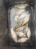 川澤一體成型夜光漂咬鉤變色高靈敏鯽魚(yú)漂醒目浮漂鰱鳙大物電子夜釣漂 升級款PL5-3(主攻鯽鯉)吃鉛2.5g 咬鉤變色款 曬單實(shí)拍圖