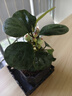 MPPMCK小盼菩提樹(shù)菩提帶果盆栽禪意桌面綠植好養室內植物辦公室花卉盆景 4-8果小盼菩提仿瓷舍得底座 曬單實(shí)拍圖