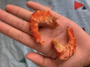 九節蝦干大蝦斑節蝦干對蝦烤蝦干即食碳烤孕婦海鮮干貨 九節蝦干28只 500g(凈重) 曬單實(shí)拍圖