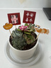 綠蔭巷子多肉植物帶盆組合盆栽新手好養(yǎng)活仙人掌辦公室內(nèi)桌禮品小綠植 發(fā)京東 圓瓷盆【冰燈露+3隨機(jī)肉】+5?？?曬單實(shí)拍圖