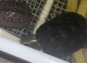 海豚金裝龜糧鱷龜糧大顆粒草龜烏龜飼料大鱷專用糧食小龜糧幼龜開口料 2kg金裝龜糧 4#加大粒 曬單實(shí)拍圖