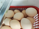 黃天鵝可生食雞蛋 30枚L級大蛋/3.6斤禮盒裝 生鮮雞蛋京東自營 無抗生素 曬單實拍圖