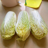【超市品質(zhì)】新鮮精品娃娃菜現(xiàn)砍現(xiàn)發(fā)小包裝新鮮蔬菜生鮮產(chǎn)地直發(fā) 新鮮娃娃菜1*(3棵)*1包 曬單實(shí)拍圖