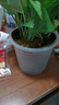 雙盟 綠蘿盆栽除甲醛花卉綠植辦公室新房?jì)艋諝?10款10盆裝源頭直發(fā) 曬單實(shí)拍圖