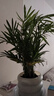 綠有意 綠植花卉辦公室客廳桌面盆栽擺件簡(jiǎn)約創(chuàng  )意網(wǎng)紅北歐綠植ins云朵盆 袖珍椰子+甜甜圈PET樹(shù)脂盆+托盤(pán)+肥料 北歐風(fēng)格網(wǎng)紅綠植 曬單實(shí)拍圖