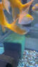 憨憨樂(lè)園 魚(yú)缸過(guò)濾材料凈水魔方大號(hào)水族濾材細(xì)菌球過(guò)濾器材 曬單實(shí)拍圖