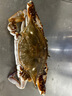 舟山梭子蟹鮮活特大野生大螃蟹新鮮冷凍海鮮水產(chǎn)海蟹飛蟹白蟹順豐 7-9兩/只【5斤凈重 特大肥壯】 曬單實(shí)拍圖