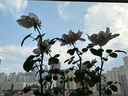 景郁春 JIRYUCUR玫瑰花苗特大花月季花苗綠植陽(yáng)臺(tái)盆栽薔薇花苗女王源頭直發(fā) 曬單實(shí)拍圖