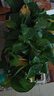 櫻霞綠蘿盆栽室內植物綠植水培長(cháng)藤垂吊大葉綠籮陽(yáng)臺家用 11O#原裝盆綠蘿拖盤(pán)10盆+4肥+ 京東送貨上門(mén) 曬單實(shí)拍圖