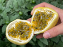 橙先森廣西欽蜜9號(hào)黃金百香果 當(dāng)季整箱包郵新鮮水果 3斤精選大果【單果約60-70克】 曬單實(shí)拍圖