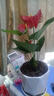 繽賢紅掌盆栽綠植花卉鴻運當頭白掌一帆風順室內(nèi)好養(yǎng)活四季開花水培 特級大號紅掌1株原盆+肥料 #28 曬單實拍圖