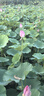 京東京造 菜板 砧案板切菜實(shí)木雙面分切抗菌【烏檀整木】加厚40*28*3cm 曬單實(shí)拍圖