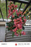 虹越（HONGYUE）三角梅盆栽苗花苗 盆景爬藤造景觀(guān)賞彩色花卉植物 不甜西瓜 170#（帶盆栽好） 曬單實(shí)拍圖