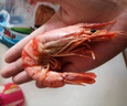 彩雙海即食九節蝦干特大干蝦斑節對蝦烤蝦干大號孕婦小孩零食海鮮特產(chǎn) XXL九節蝦干500g【38-46只】 曬單實(shí)拍圖