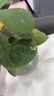 小盼菩提盆栽帶果植物室內(nèi)綠植書房客廳小盆景辦公室桌面四季好養(yǎng) 小盼菩提-綠圓肚盆-竹底托 帶盆種好 曬單實拍圖