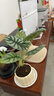 愛(ài)優(yōu)尚白犀牛海芋盆栽桌面植物天鵝絨竹芋花卉綠植四季可吸甲醛源頭直發(fā) 曬單實(shí)拍圖