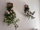 LZJVins風(fēng)小雛菊壁掛仿真花藤藤蔓條纏繞掛墻面遮擋裝飾綠植假花壁飾 雛菊壁掛贈送無痕釘【一整套】 曬單實(shí)拍圖