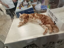 清風(fēng)抽紙  原木純品100抽6包柔韌親膚 面巾紙餐巾紙衛(wèi)生紙紙巾家用 3層 300張*30包 整箱裝 曬單實(shí)拍圖