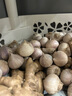志褚獨(dú)頭蒜大蒜頭 2024云南大理紫皮獨(dú)蒜 精品新鮮現(xiàn)挖濕蒜 3斤裝【大果3.0-3.5cm】 曬單實(shí)拍圖