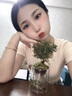 放青松夜間小夜燈床頭臥室睡眠燈客廳創(chuàng)意氛圍感擺件男女生日禮物 有光青年【真綠植盆栽擺件】插電 曬單實(shí)拍圖