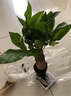 ?【包活】發(fā)財樹盆栽鮮花綠植物辦公室內(nèi)吸甲醛綠蘿文竹水培易養(yǎng) 【粗2-3cm】單桿發(fā)財樹【原盆】 曬單實拍圖