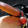 鳳禧珠寶紅瑪瑙平安扣吊墜男女士款玉石項鏈玉佩本命年護身符生日禮物 曬單實(shí)拍圖