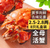 【活蟹】乾澄大閘蟹現貨 全母蟹2.3-2.6兩 10只 鮮活螃蟹生鮮海鮮中秋禮品禮盒裝 曬單實(shí)拍圖
