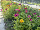 碧鼎花種子四季易種開花百日草庭院野花組合室外菊花花草花籽種子花卉 矮桿百日草【1斤裝】 曬單實拍圖