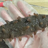好當家 威海有機冷凍即食海參 1500g 30只 禮盒裝 深海底播 海鮮水產(chǎn) 曬單實拍圖