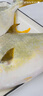 翔泰 海南金鯧魚(yú)凈重900g 2條裝  魚(yú)類(lèi)生鮮 火鍋食材 海鮮水產(chǎn) 中秋 曬單實(shí)拍圖