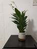 【熱銷款】白掌一帆風(fēng)順盆栽水培植物室內(nèi)花綠植紅掌發(fā)財樹吸甲醛 【店主推薦】特級白掌6-8株帶花+早安盆+營養(yǎng)液 曬單實拍圖