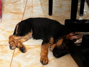 蒂瑞科純種德牧幼犬弓背黑背德國(guó)牧羊犬活體大型狼狗獵犬寵物狗 寵物級(jí) 曬單實(shí)拍圖