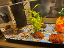 闊庭（KUOTING）魚缸水族箱生態(tài)桌面魚缸新款懶人魚缸生態(tài)造景過濾制氧一體機黑色 曬單實拍圖