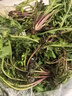 蒲公英新鮮野菜帶根婆婆丁現(xiàn)挖現(xiàn)發(fā) 新鮮蒲公英 2斤 曬單實(shí)拍圖