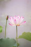 特步女鞋運(yùn)動(dòng)休閑鞋春夏季網(wǎng)面透氣軟彈輕便增高老爹休閑鞋子女 曬單實(shí)拍圖