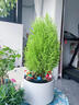 香松盆栽植物室內桌面北歐風(fēng)小清新檸檬香冠柏圣誕節禮物創(chuàng  )意綠植 精美小香松1顆（15-20CM高） 曬單實(shí)拍圖