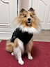 超可耐防風(fēng)防水柯基衣服柴犬雪納瑞泰迪冬季保暖狗狗衣服2025可牽引棉衣 隕石灰 XL碼（適合15-19斤） 曬單實(shí)拍圖