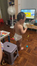 伊利金領(lǐng)冠育護(hù)【5倍DHA好腦力】幼兒奶粉3段(1-3歲)1200g三聯(lián)裝 曬單實(shí)拍圖