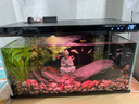 瘋狂水草溪流石溪流底沙溪流缸生態(tài)魚缸造景全套適合米家魚缸造景套餐一體 曬單實拍圖