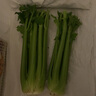 京鮮生山東新鮮大西芹凈重4.5斤榨汁現(xiàn)挖芹菜鮮嫩蔬菜 去半葉源頭直發(fā) 曬單實(shí)拍圖